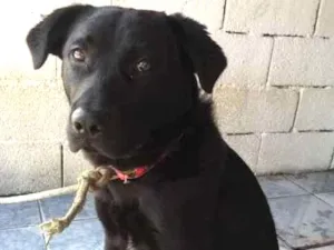 Cachorro raça srd idade 7 a 11 meses nome Jorginho