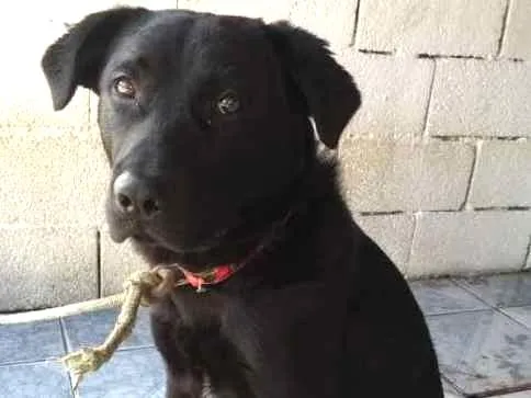 Cachorro ra a srd idade 7 a 11 meses nome Jorginho