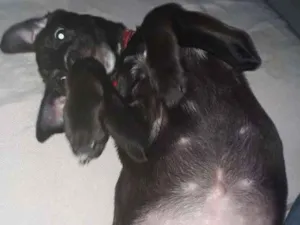 Cachorro raça Srd idade 2 a 6 meses nome Rubi
