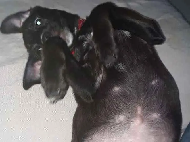 Cachorro ra a Srd idade 2 a 6 meses nome Rubi