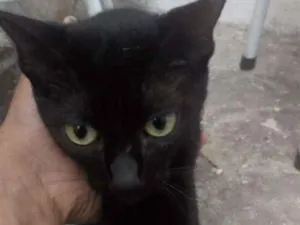 Gato raça Pretinhos srd idade 2 anos nome Amora