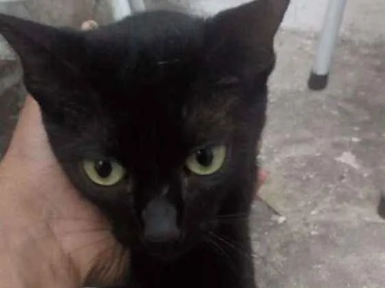 Gato ra a Pretinhos srd idade 2 anos nome Amora