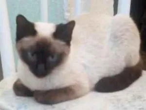 Gato raça Siames idade 1 ano nome Siamesa
