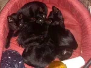 Gato raça Pretinhos srd idade 2 a 6 meses nome Filhotes 