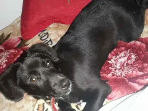 Cachorro raça Sem raça definida idade 7 a 11 meses nome Mikey