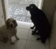 Marley e Lili