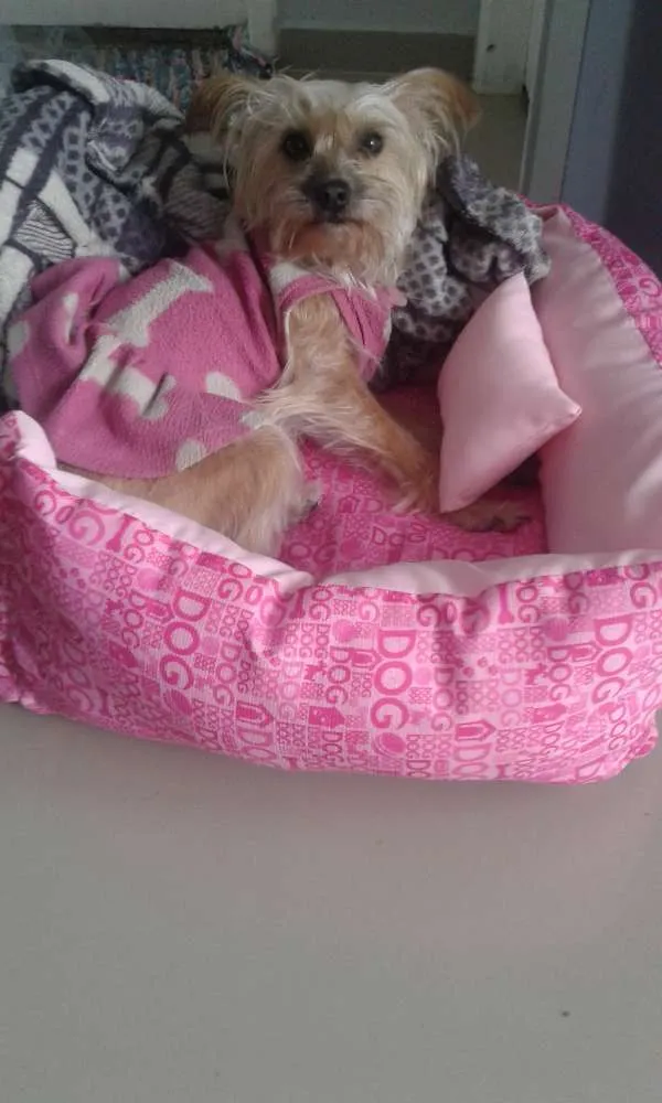 Cachorro raça Pudle idade 3 anos nome JULY 