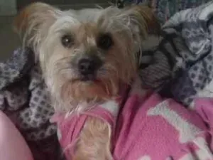 Cachorro raça Pudle idade 3 anos nome JULY 