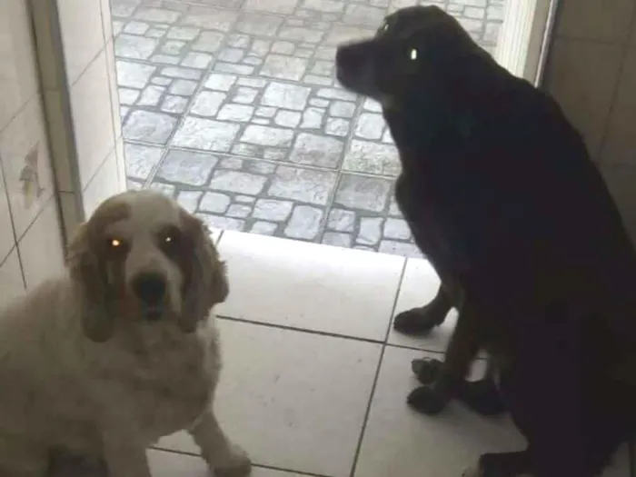 Cachorro ra a Cocker e SRD idade 6 ou mais anos nome Marley e Lili 