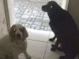 Marley e Lili