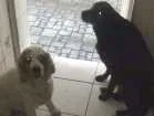 Cachorro raça Cocker e SRD idade 6 ou mais anos nome Marley e Lili 