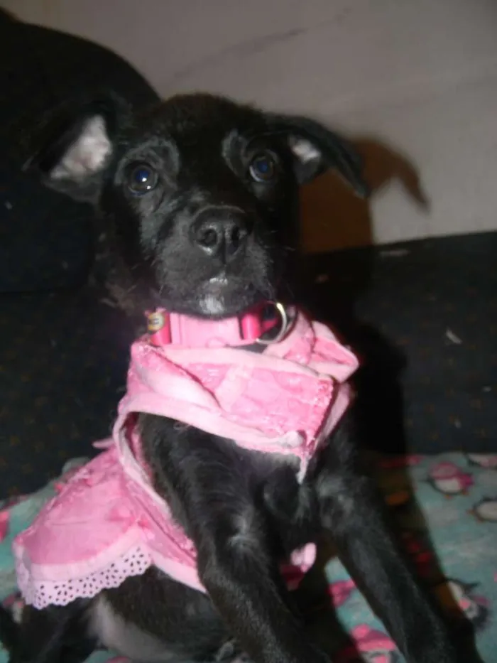 Cachorro ra a Srd idade 2 a 6 meses nome Lise filhote 