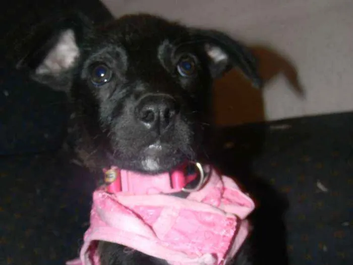 Cachorro ra a Srd idade 2 a 6 meses nome Lise filhote 