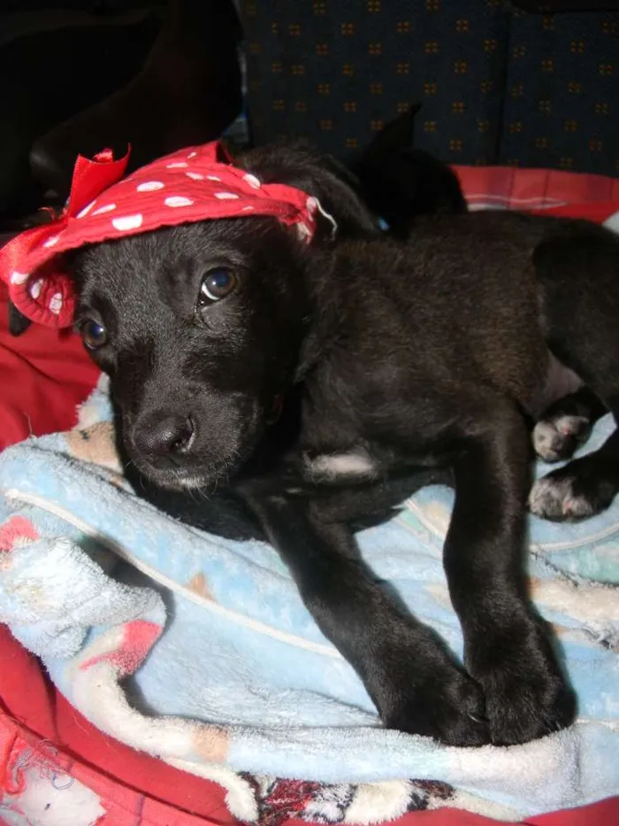 Cachorro ra a Srd idade 2 a 6 meses nome Lise filhote 