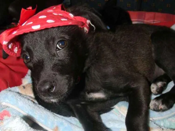Cachorro ra a Srd idade 2 a 6 meses nome Lise filhote 