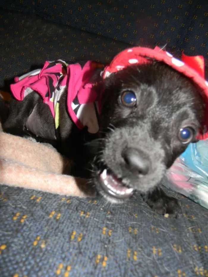 Cachorro ra a Srd idade 2 a 6 meses nome Lise filhote 