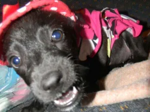 Cachorro raça Srd idade 2 a 6 meses nome Lise filhote 