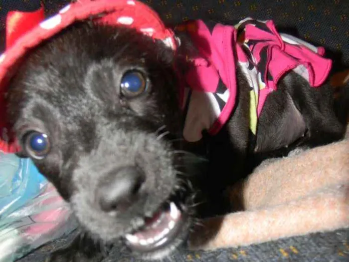 Cachorro ra a Srd idade 2 a 6 meses nome Lise filhote 