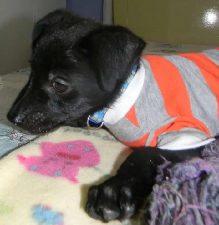 Cachorro ra a Srd idade 2 a 6 meses nome Billy filhote 
