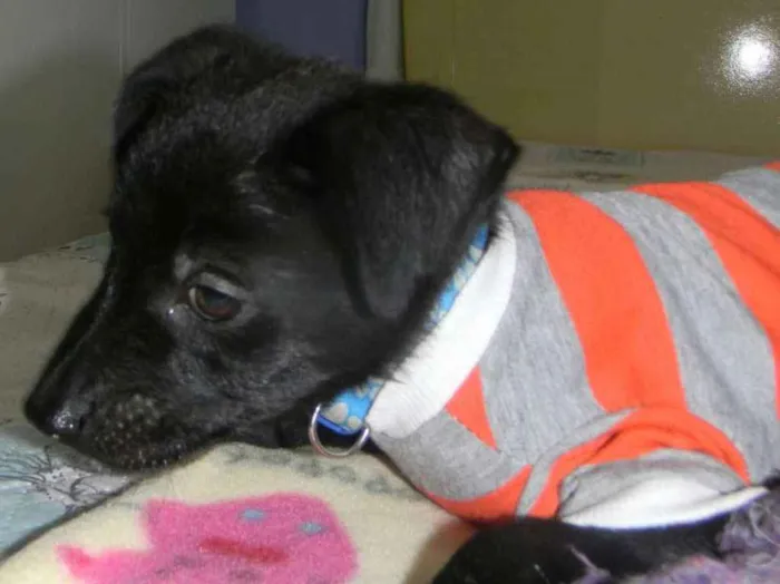 Cachorro ra a Srd idade 2 a 6 meses nome Billy filhote 