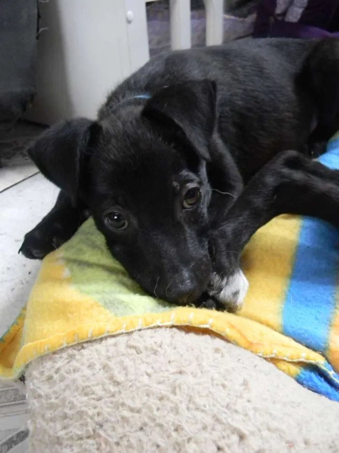 Cachorro ra a Srd idade 2 a 6 meses nome Billy filhote 