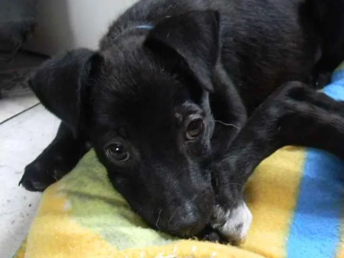 Cachorro ra a Srd idade 2 a 6 meses nome Billy filhote 