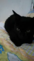 Neguinha