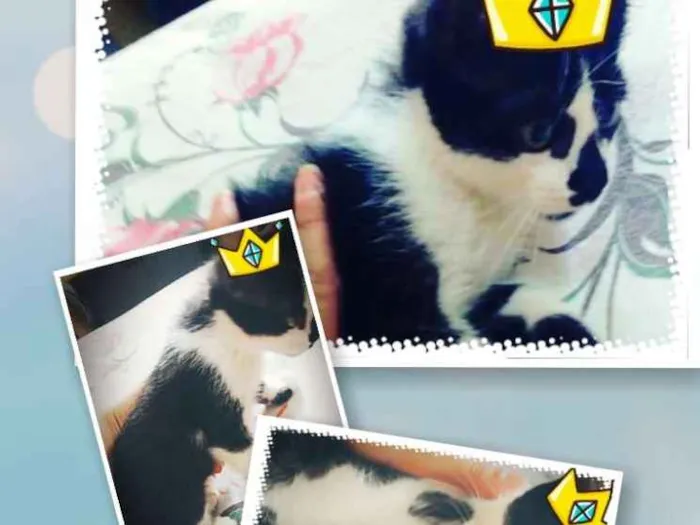 Gato ra a Srd idade 2 a 6 meses nome S/n