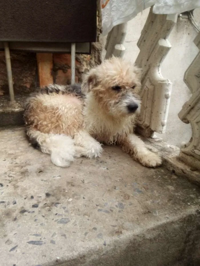 Cachorro ra a Não sei idade 1 ano nome Malu