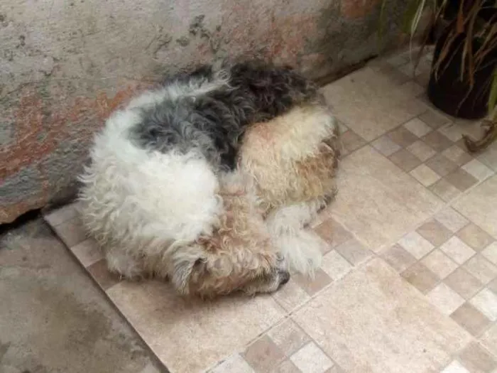 Cachorro ra a Não sei idade 1 ano nome Malu