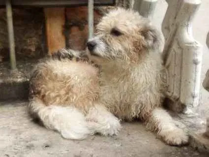 Cachorro ra a Não sei idade 1 ano nome Malu