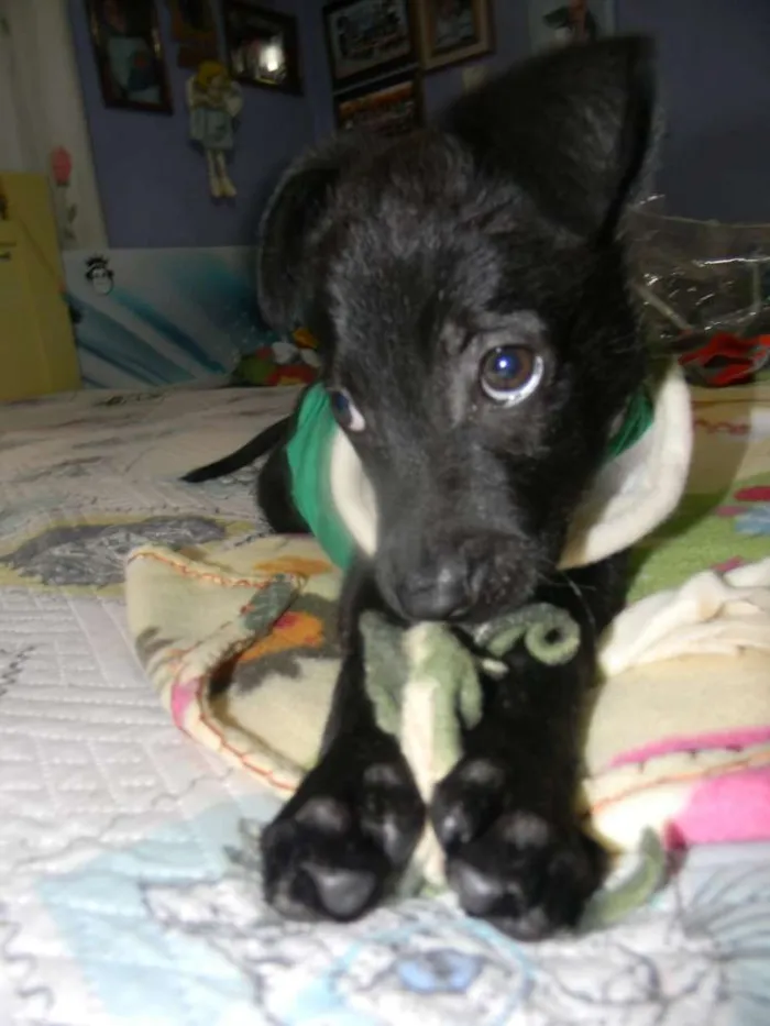 Cachorro ra a Srd idade 2 a 6 meses nome Billy - ZN SP