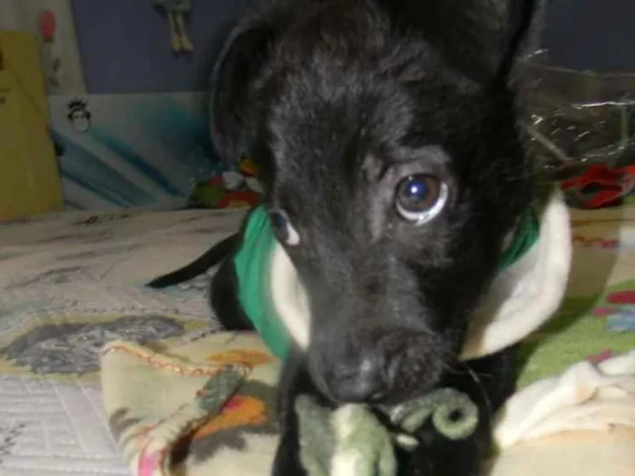 Cachorro ra a Srd idade 2 a 6 meses nome Billy - ZN SP
