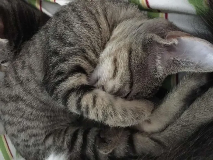 Gato ra a SRD idade 2 a 6 meses nome Tanderinha
