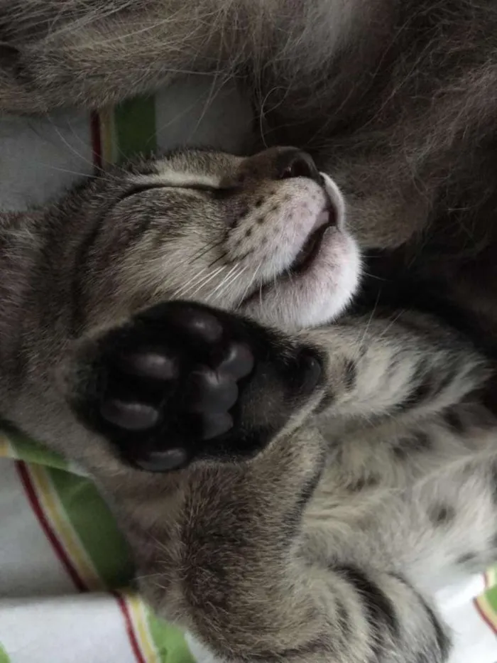 Gato ra a SRD idade 2 a 6 meses nome Tanderinha