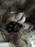 Tanderinha