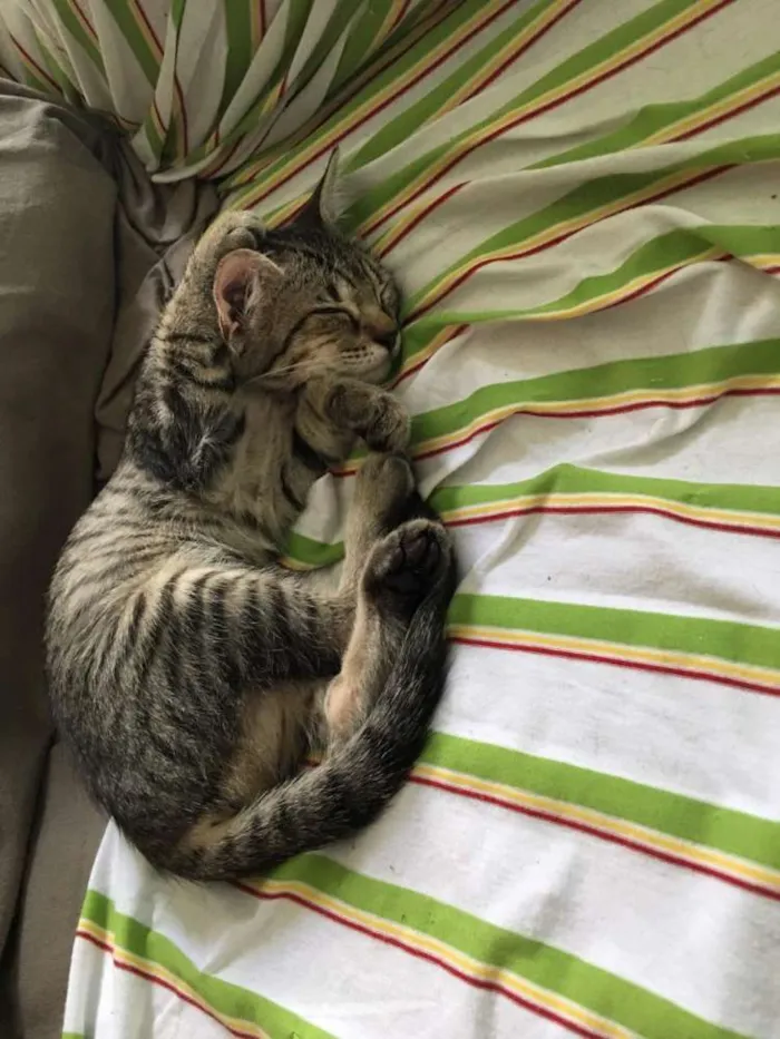 Gato ra a SRD idade 2 a 6 meses nome Tanderinha