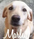 Marley