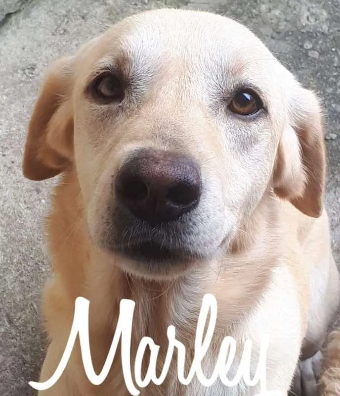 Cachorro raça labrador idade 3 anos nome Marley