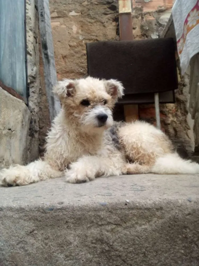 Cachorro ra a Não sei idade 1 ano nome Malu