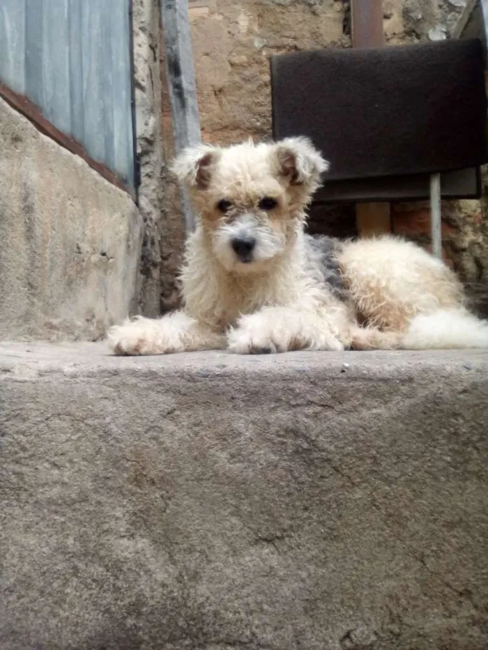 Cachorro ra a Não sei idade 1 ano nome Malu