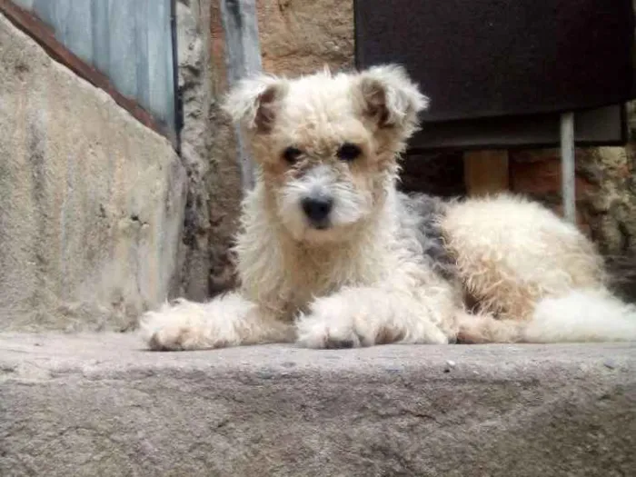 Cachorro ra a Não sei idade 1 ano nome Malu