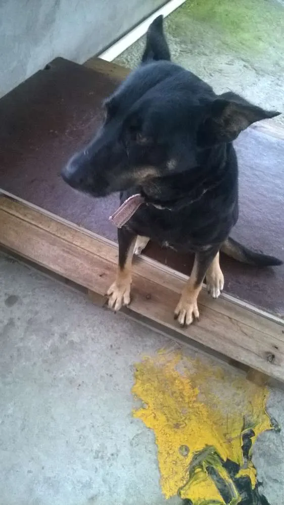 Cachorro ra a Mestiça de Pastor idade 5 anos nome Pitucha