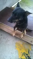 Pitucha
