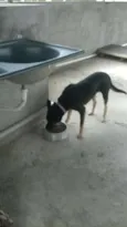 Pitucha