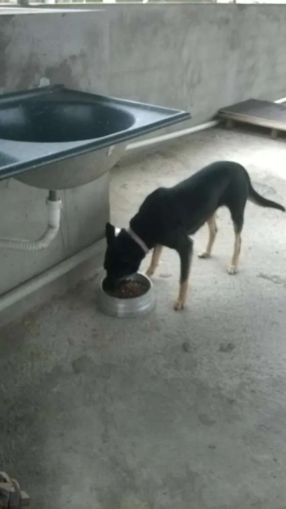 Cachorro ra a Mestiça de Pastor idade 5 anos nome Pitucha