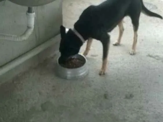 Cachorro ra a Mestiça de Pastor idade 5 anos nome Pitucha