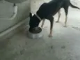 Pitucha