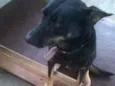 Pitucha