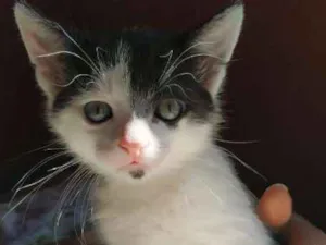 Gato raça vira-lata  idade 2 a 6 meses nome Chorão e Gambazinho